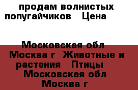 продам волнистых попугайчиков › Цена ­ 350 - Московская обл., Москва г. Животные и растения » Птицы   . Московская обл.,Москва г.